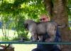 images/T-Wurf/T-Wurf Wo 9/3S8A2839-Bearbeitet.jpg
